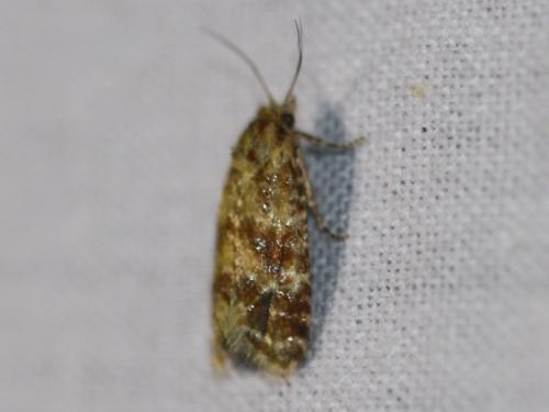 Aethes margarotana